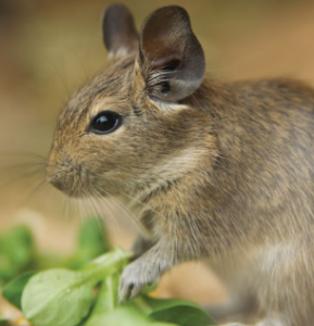 degu