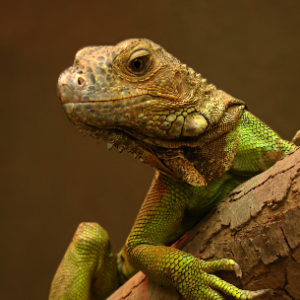 iguana