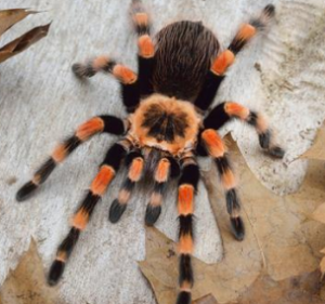 tarantula